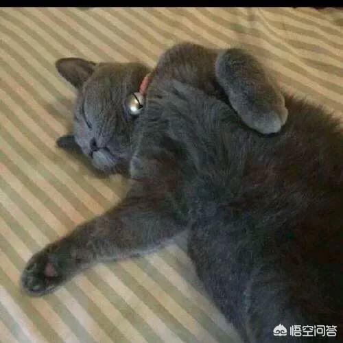 欧洲短毛猫体重体型:养了蓝猫三个月却不让抱，是怎么回事？