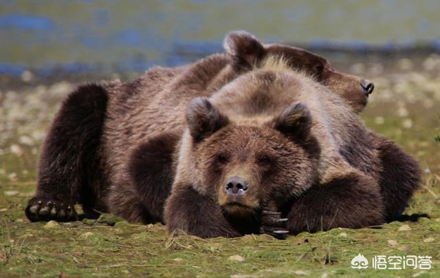 棕熊战斗力什么水平，黑熊、棕熊、老虎三种动物的战斗力是怎么排的