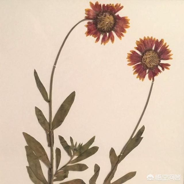 刺槐图片:刺槐树苗图片 刺槐树的详细资料是怎样的？
