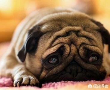 狗吃人事件:历史上真的有人吃人事件发生吗？最严重的是哪次？