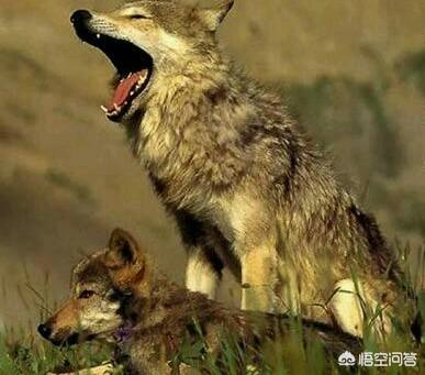 最厉害的狗能打过狼吗?:德国牧羊犬可以打得过野狼吗？为什么？ 世界上有什么狗跟狼能抗衡
