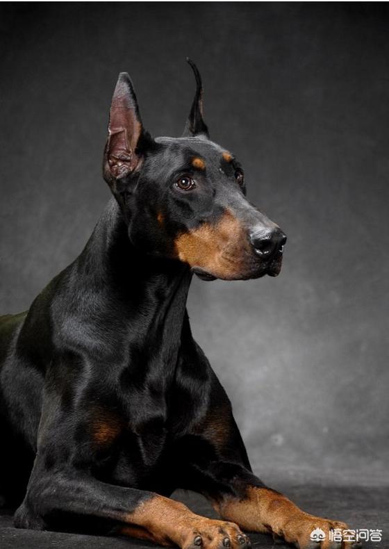 杜高和杜宾应该选择哪一个?-生活百科