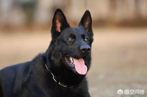北京德国牧羊犬北京德国牧羊犬:德国牧羊犬协会是一个怎样的组织？
