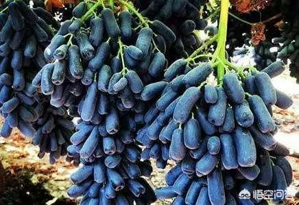 蓝宝石葡萄种植方法:美国蓝宝石葡萄品种在山东能种植吗，该怎么办？