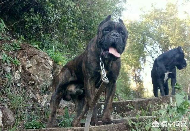 纯种可卡幼犬:拉布拉多犬怎么选纯种呢？