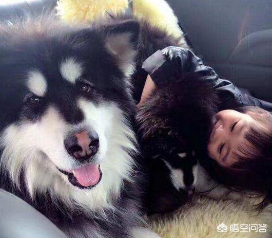 阿拉斯加犬性格太温顺了:阿拉斯加好养吗？适合女生养吗？