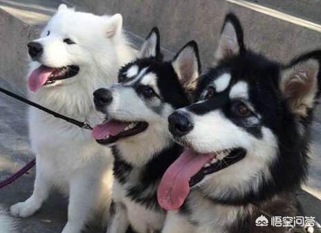 阿拉斯加犬性格太温顺了:阿拉斯加好养吗？适合女生养吗？
