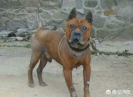 边境梗犬打猎能力:国内优秀猎犬，除了下司犬还有什么？有何依据？