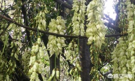 东莞 禾雀花:东莞清溪大王山风景好不好？好玩吗？