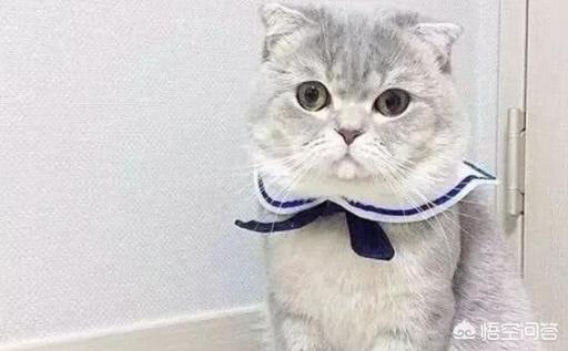 银折耳猫为什么不能养:折耳猫真的活不过两年吗？