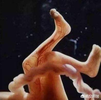 孕晚期孕妇能吃鸡肝吗:孕晚期可以吃鸡肝吗 孕晚期的孕妇适合吃什么食物和水果？