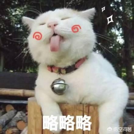 cf猫咪透视辅助官网最新版:你有没有拍到有趣的猫咪照片，分享一下？