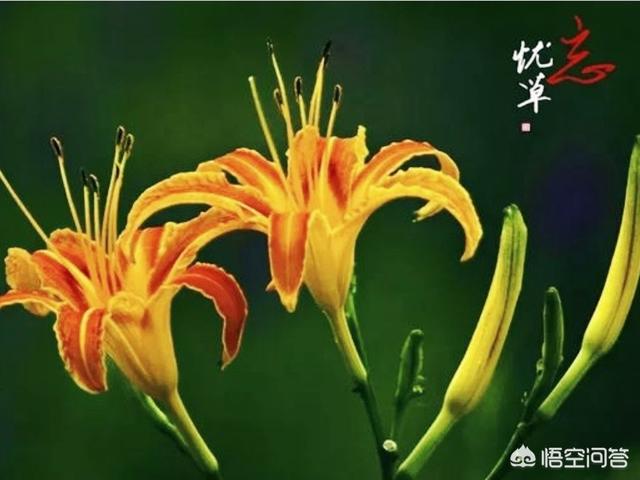 在生活中,应该不卑不亢一笑而过,还是应该苟延残喘地活着？