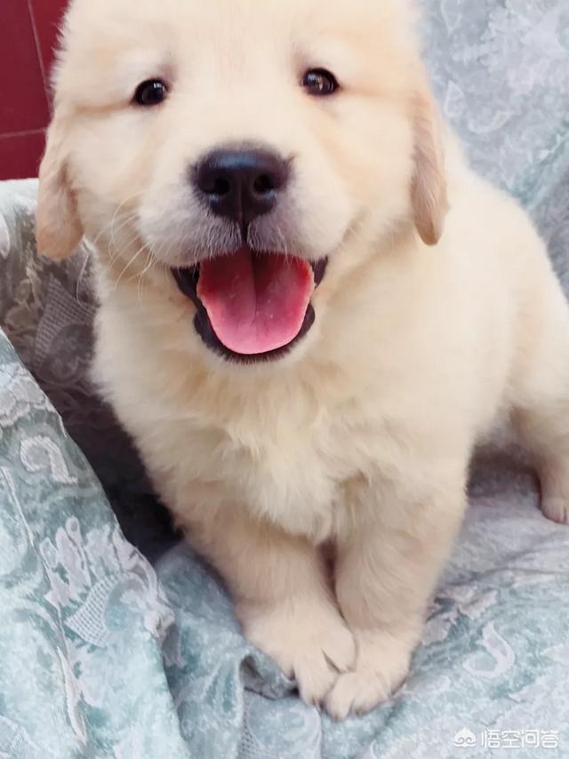 幼狗的狗粮怎么喂:幼犬的狗粮怎么泡才合适？