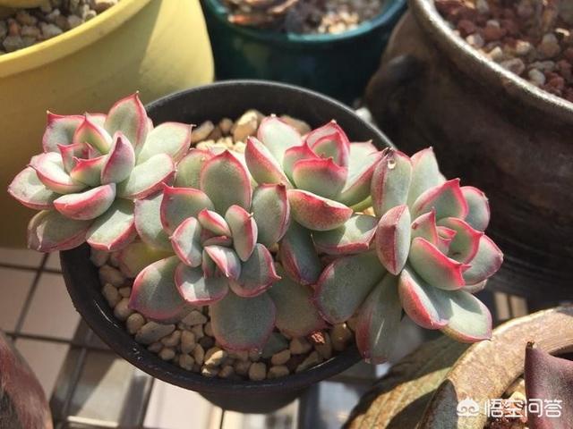 翡翠景天多肉图片:这颗多肉是不是生病了？该怎么办？
