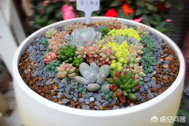 多肉大和锦根能长多粗:多肉植物长气根是怎么回事？如何处理？