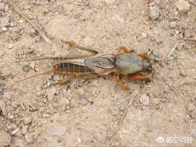 蝲蛄是一种什么食物，蝲蝲蛄是不是害虫呢有哪些功效