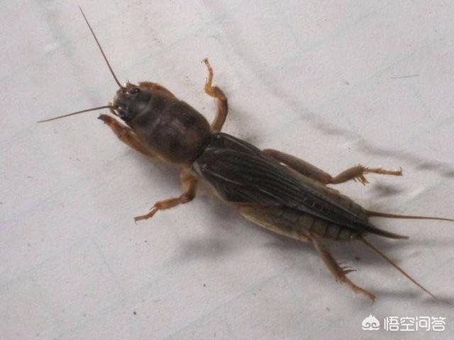 土狗子虫 是益虫:土狗子是益虫还是害虫 如何防治菜地里的“土狗子”这种害虫呢？把种子和幼苗都吃了？