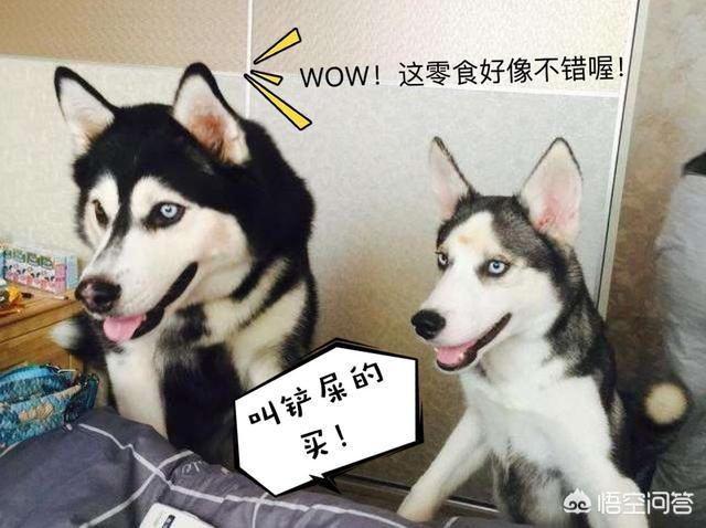 藏獒世家当家种公黑豹:藏獒有哪些品种？怎样辨识藏獒的血统？