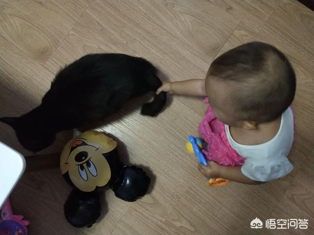 淘气的加菲猫招聘:中华田园猫的性格真的不如名种猫好吗？建议饲养吗？