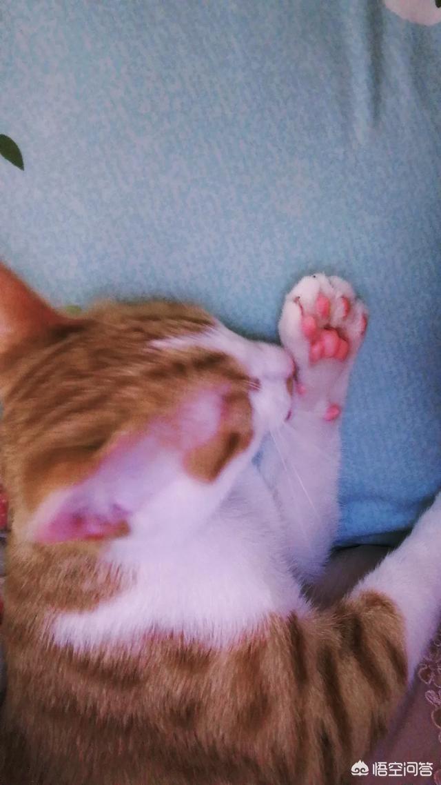 宠物小猫咪:家猫不出门会不会觉得闷呢？