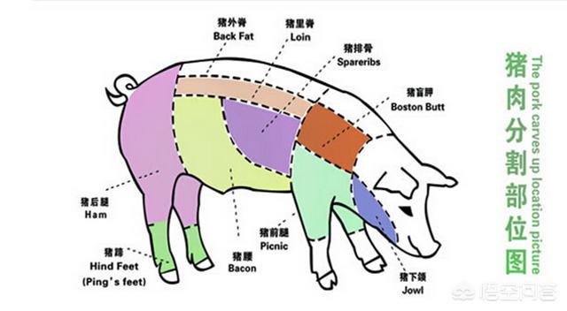 农村老人说猪身上有块肉被称为“黄金六两”,是哪块肉呢？
