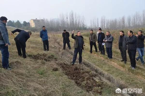 家白蚁,房子里有白蚁是怎么回事？
