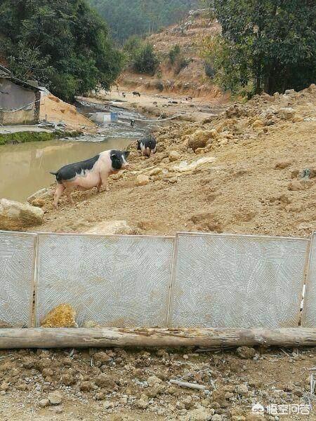 羊能吃动物性饲料么:养猪和养山羊一起养可以吗？在南方的山丘里面养殖合适吗？