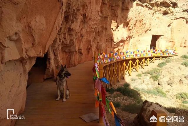 带宠物出国旅游:带宠物自驾游是一种怎样的体验？ 带宠物出国旅游回国