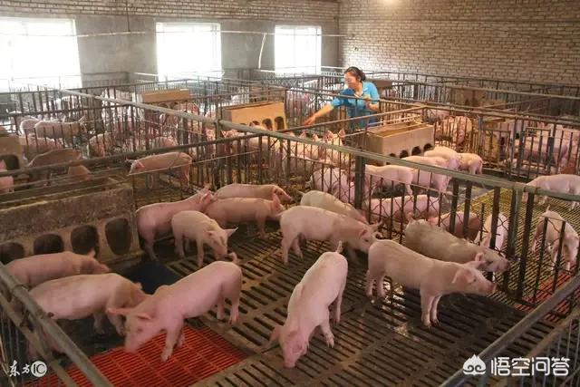 动物性饲料的加工:农村养猪自制配合饲料需要的原料包括哪些？
