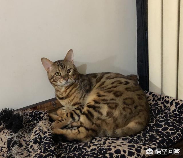 为什么晚上睡觉时猫咪总喜欢靠近自己的头，而且咕噜声还很大？插图19