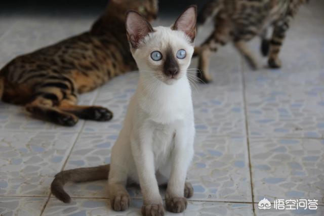 加菲猫多少钱一只，加菲猫与橘猫的混血大约值多少钱