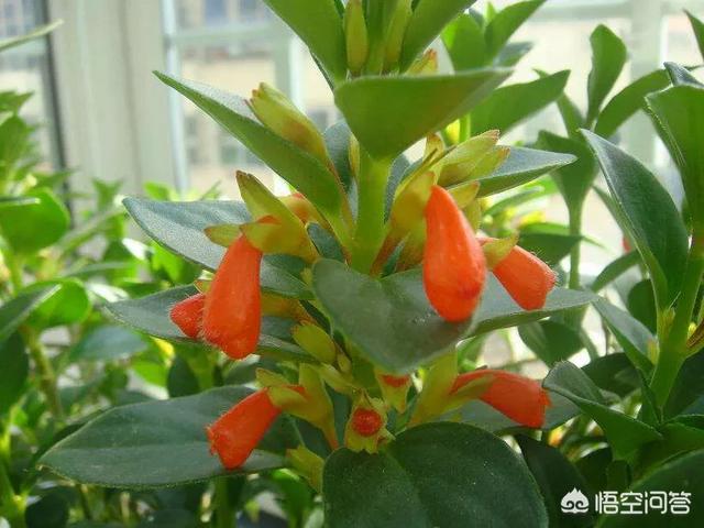 金鱼草怎么养开花:一年的金鱼吊兰，想让它开花，该怎么办？