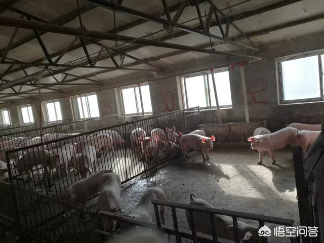 动物疾病预防:非洲猪瘟是国家规定的几类动物疫病？该怎么防控？