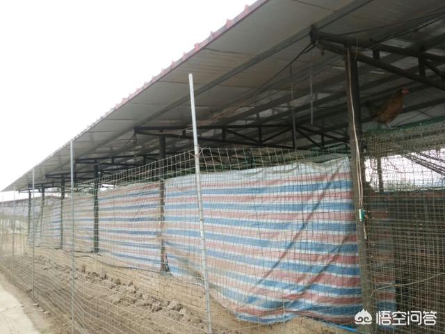 散养土鸡养殖技术:散养鸡舍怎样设计可以提高生产效率？
