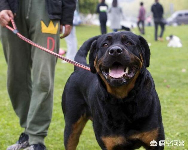 罗威那论坛:饲养罗威纳犬之前，需要知道哪些事？