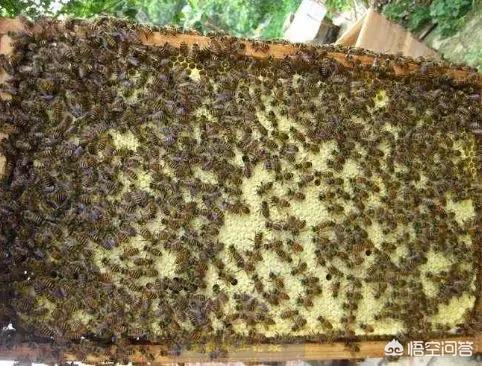 没有蜜蜂水果会消失吗，都说水果和蜂蜜有益健康，为何还要限量或禁食