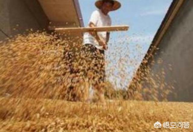 纸价未来会涨吗，小麦未来的价格会怎么样有上涨的可能吗