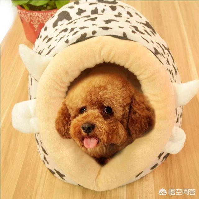 罗威纳幼犬到家:狗狗刚到家，应该怎么饲养？