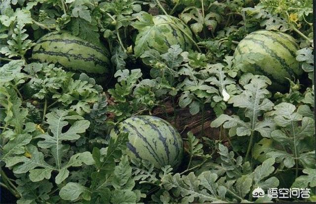 西瓜蚜虫怎么防治:种植西瓜在后期需要做好哪些田间管理？如何预防早衰？
