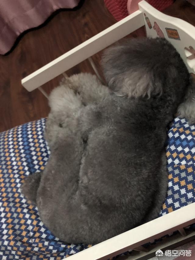 贵宾犬好养吗:金毛犬、贵宾犬（泰迪）哪个好养？