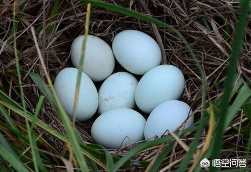 绿壳鸡蛋比黄壳鸡蛋好在哪里，绿壳鸡蛋和普通鸡蛋，该如何选择哪个营养价值高