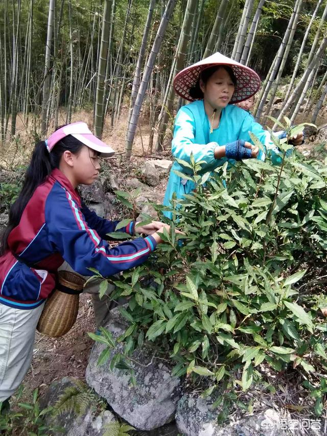 不在高山上就种不出好茶吗，昼夜温差对茶树的生长有什么影响