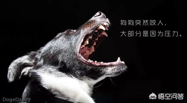 世界上最悲伤的狗狗:世界上最可爱的狗狗图片 对狗狗做什么事它会很伤心？