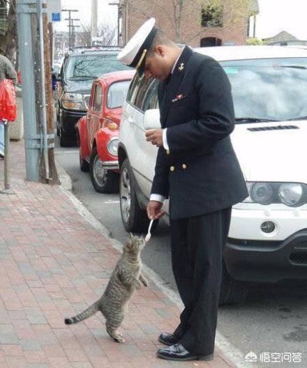 甜蜜猫猫01话:猫咪可以自己在家两天一夜吗，如果可以的话需要帮它做些什么？