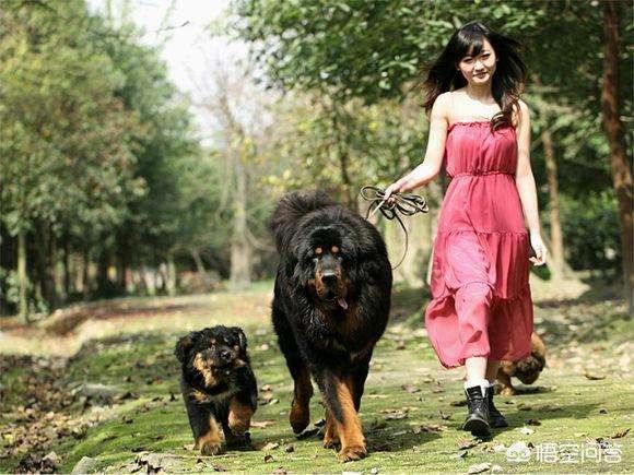 世界上最大的藏獒王:藏獒獒王可以打得过几只鬣狗女王？为什么？