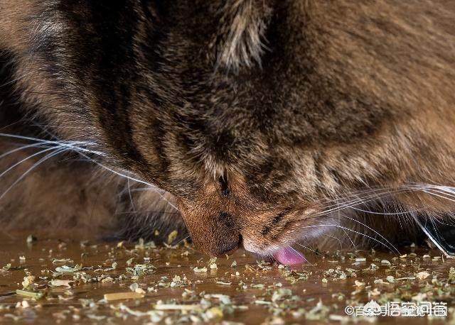 猫猫吃的猫薄荷是什么:猫咪什么时候可以开始吃猫薄荷？