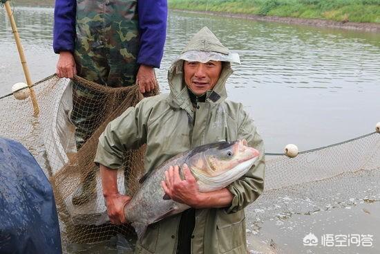 鱼类养殖:传统的四大家鱼养殖真的没前途了吗？