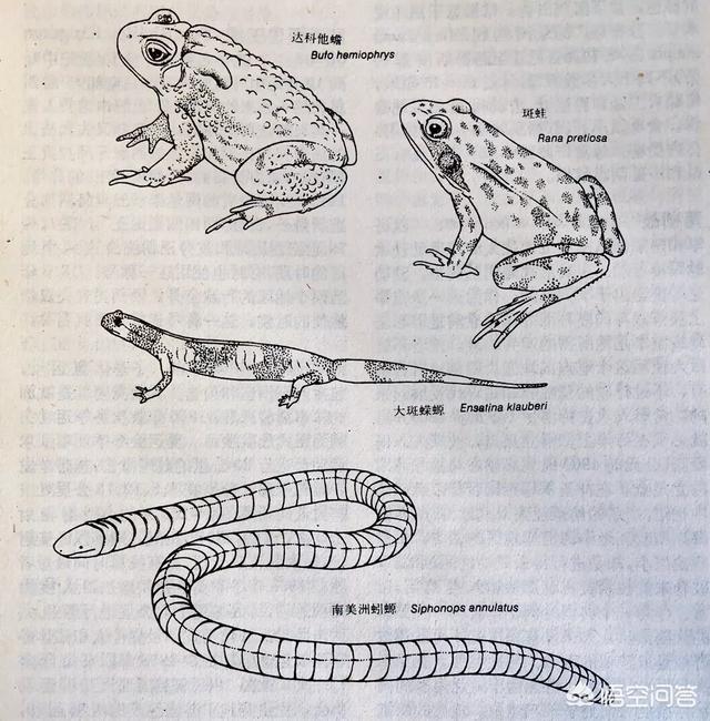 什么是两栖动物青蛙是两栖动物吗:乌龟和鳄鱼算两栖动物么，如何区分什么是两栖动物？