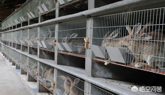 最挣钱的兔子品种:想养殖肉兔，大家给点建议，利润怎么样？ 什么品种兔子好养